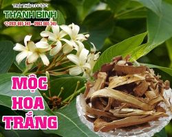 MỘC HOA TRẮNG [CÔNG DỤNG, CÁCH DÙNG] NGUYÊN CHẤT GIÁ RẺ?